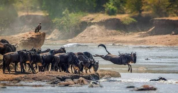 The Great Serengeti Safari