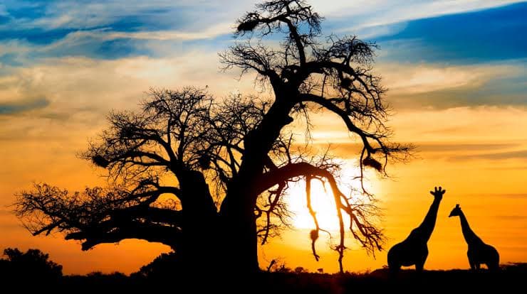 The Great Migration: When to Visit Serengeti
